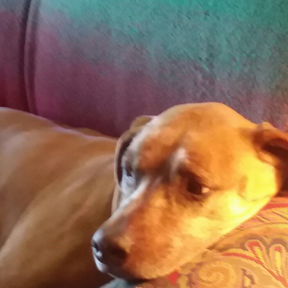 .***Posh Ambassador*** - Picture 1 of 1